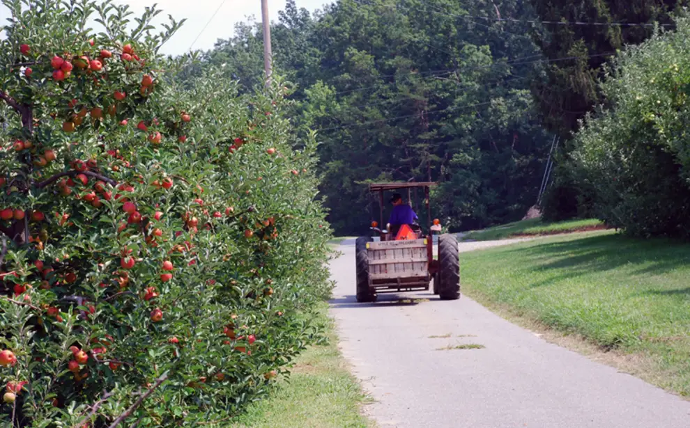 Where to Pick Apples Near Fort Liberty: Apple Hill Orchard