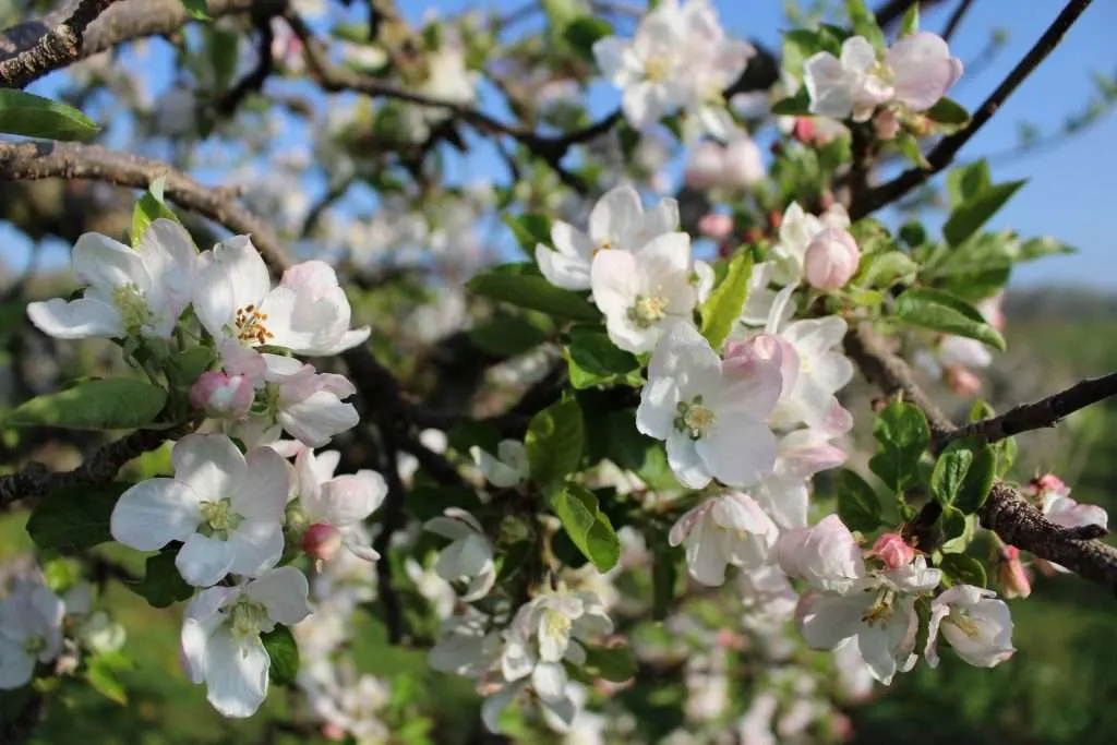 Lots of apple blossoms on an apple tree.