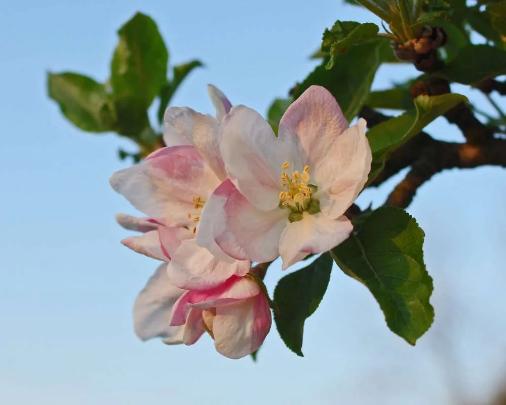 Photo of an apple blossom on a tree. 