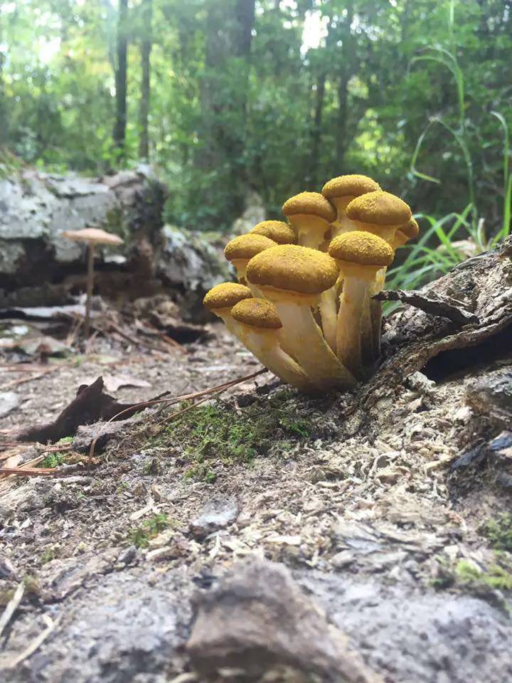 mushrooms growing at Raven Rock State Park in North Carolina