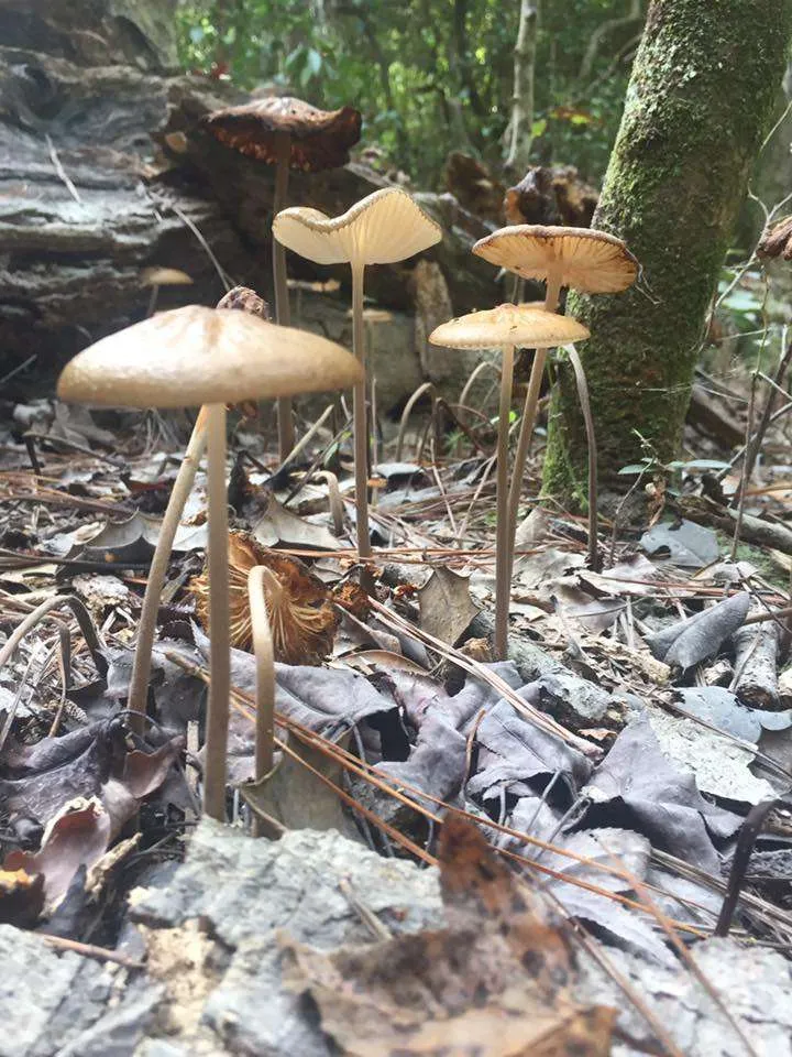 Mushrooms growing along hiking trail in North Carolina.
