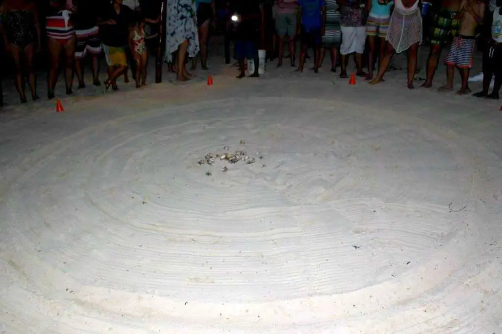 things to do in Roatan crab races