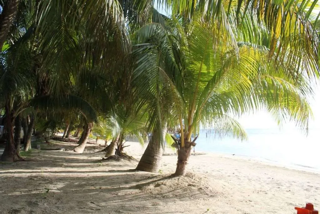 A row of palm trees on the beach in Roatan, Honduras