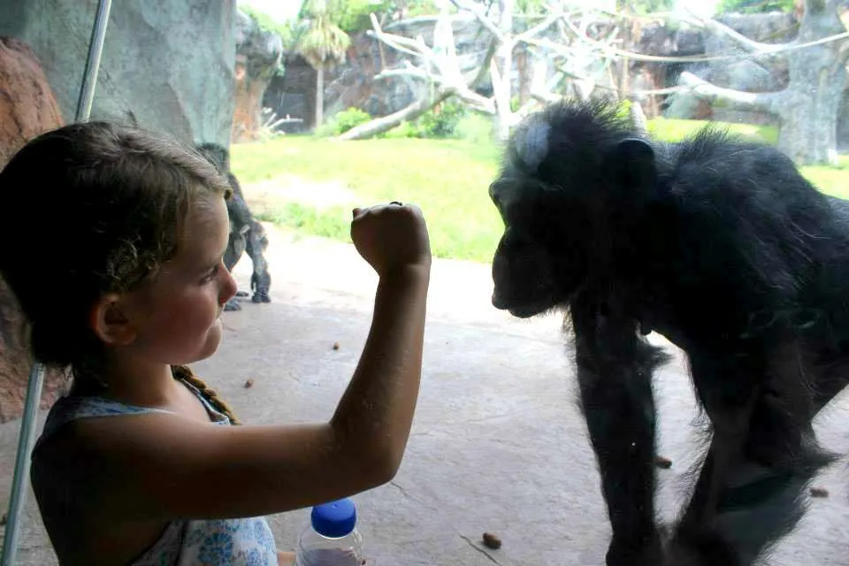 chimpanzee playing with little girl at the zoo in Houston