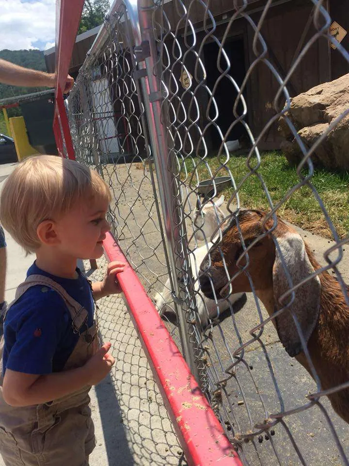 little boy looking at goat through the fence in Pigeon Forge Tennessee