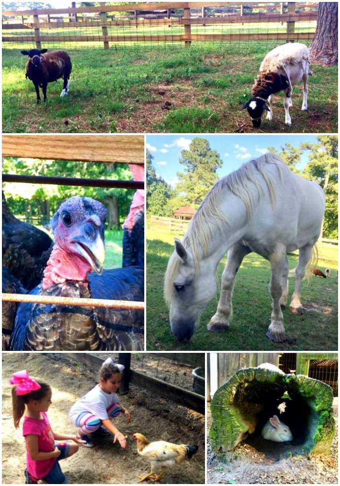 Things to do in Fayetteville, NC: Feed the animals at Gillis Hill Farm.