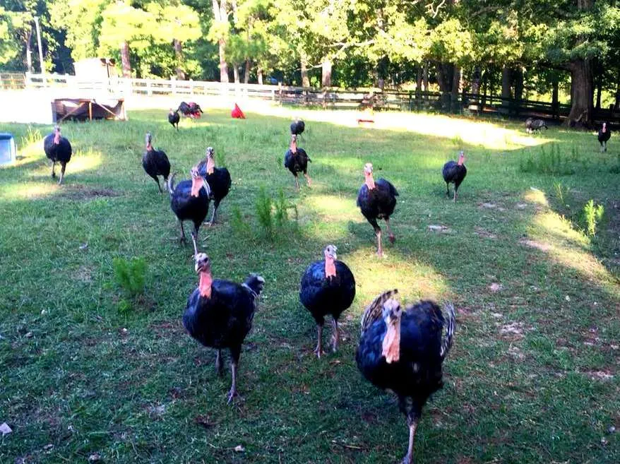 the turkeys at Gillis Hill Farm
