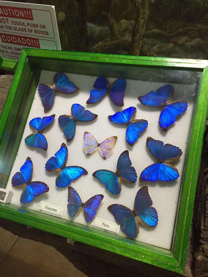 Visit Gumbalimba Park's Insectarium to learn about blue morpho butterflies.