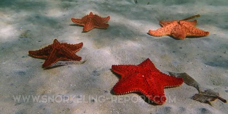 Things to do in Roatan: Starfish Alley