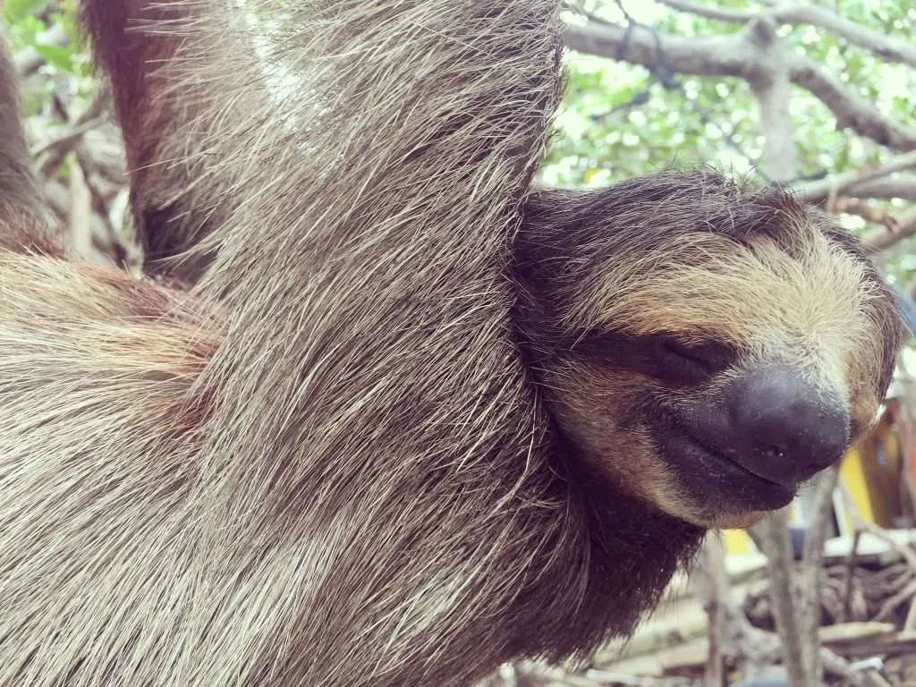 Things I Wish I Had Done in Roatan: Daniel Johnson's Monkey & Sloth Hangout