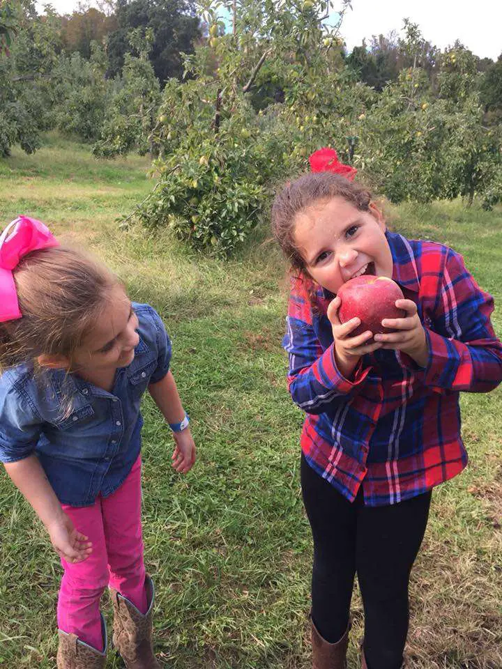 The apples at Stepp's Hillcrest Orchard are HUGE! One of the fun offbeat adventures to have in North Carolina.