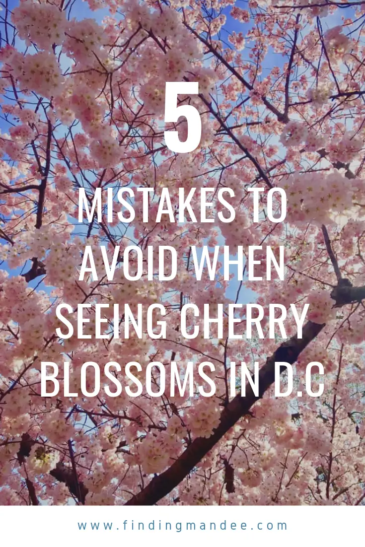 5 Mistakes to Avoid When Seeing the Cherry Blossoms in D.C | Finding Mandee