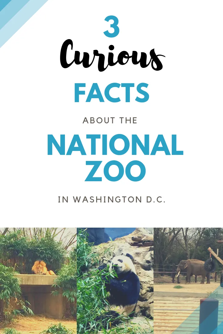 3 Curious Facts About the National Zoo in Washington D.C | Finding Mandee