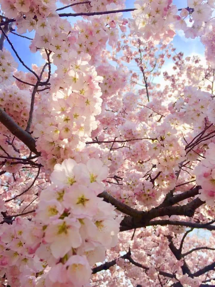 Cherry blossoms along the Tidal Basin in Washington D.C.