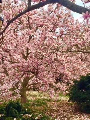 Saucer Magnolia tree at the Smithsonian Castle garden.