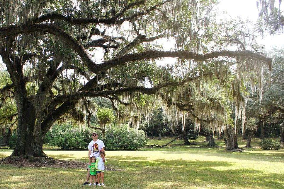 The century-old oak trees at Jungle Gardens on Avery Island.