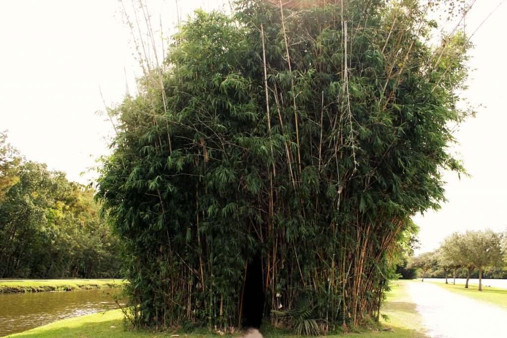 A small bamboo thicket on Avery Island, Louisiana.