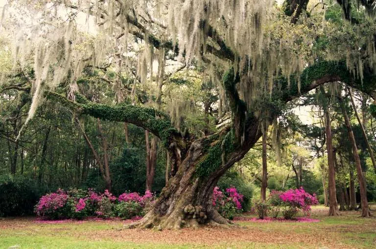 The Cleveland Oak in Jungle Gardens on Avery Island in Louisiana.