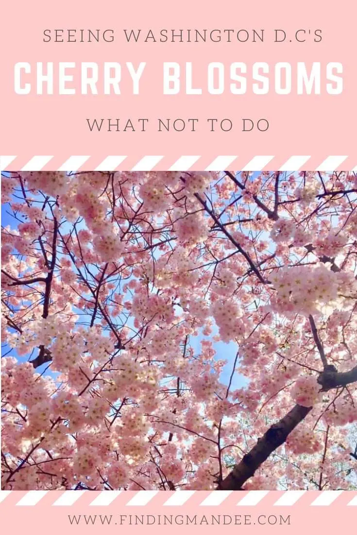 Seeing the Cherry Blossoms in Washington D.C: What Not to Do | Finding Mandee