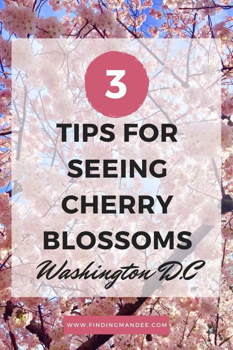 3 Tips for Seeing the Cherry Blossoms in Washington D.C | Finding Mandee