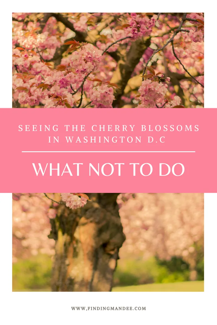 Seeing the Cherry Blossoms in Washington D.C: What Not To Do | Finding Mandee
