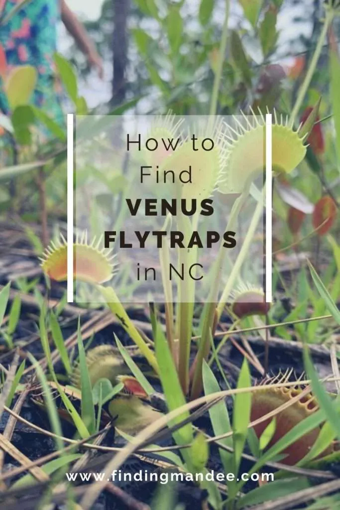 How to Find Venus Flytraps in North Carolina | Finding Mandee