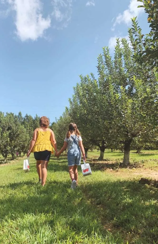 Offbeat adventures near Fort Bragg: Picking apples at Millstone Creek Orchards.