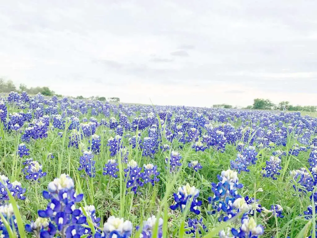 Chasing Texas bluebonnets