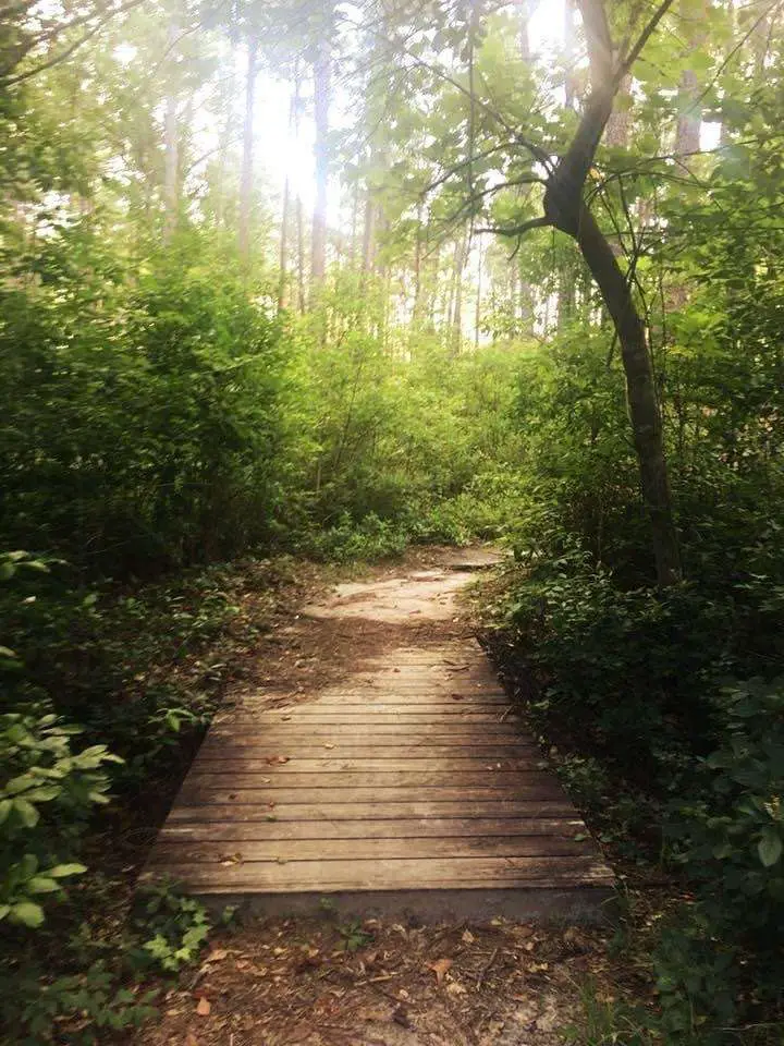 Small wooden walkway at Weymouth Woods in North Carolina.