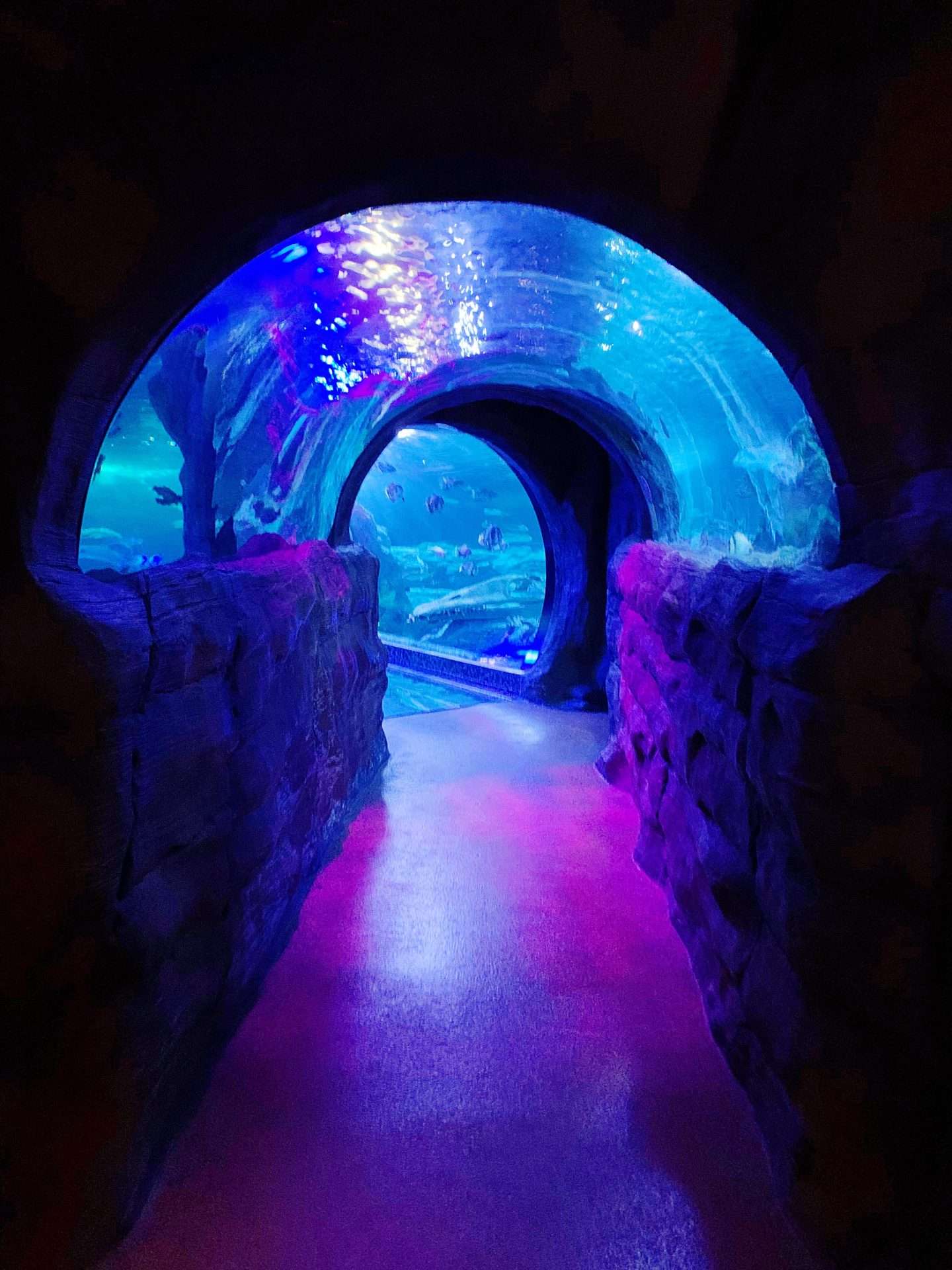 The tunnel at the aquarium in Dallas.