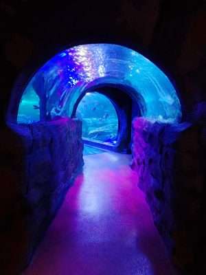 The tunnel at the aquarium in Dallas.