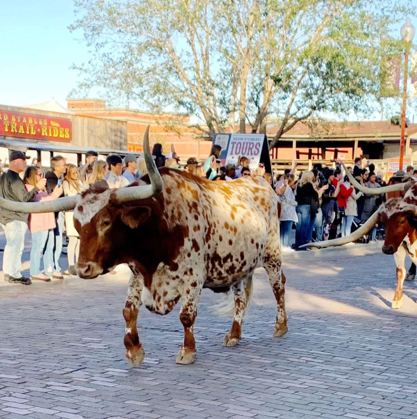 Longhorn at the Fort Worth Stockyards cattle drive.