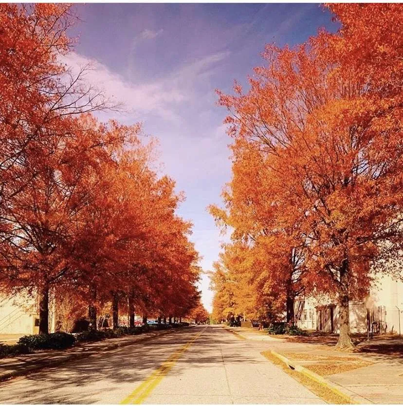 Pictures that make orders to Fort Bragg: fall colors on trees lining the street on post at Fort Bragg.