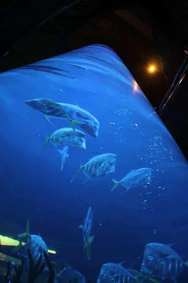 A huge cylindrical fish tank at the Houston Aquarium.
