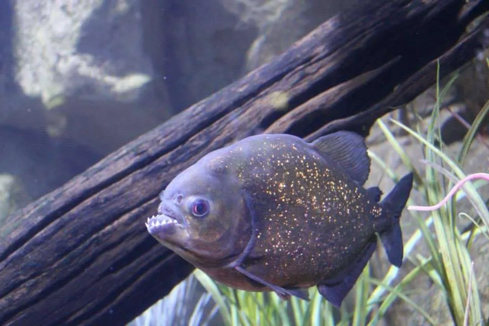 A piranha in a tank at the aquarium in Houston, TX.