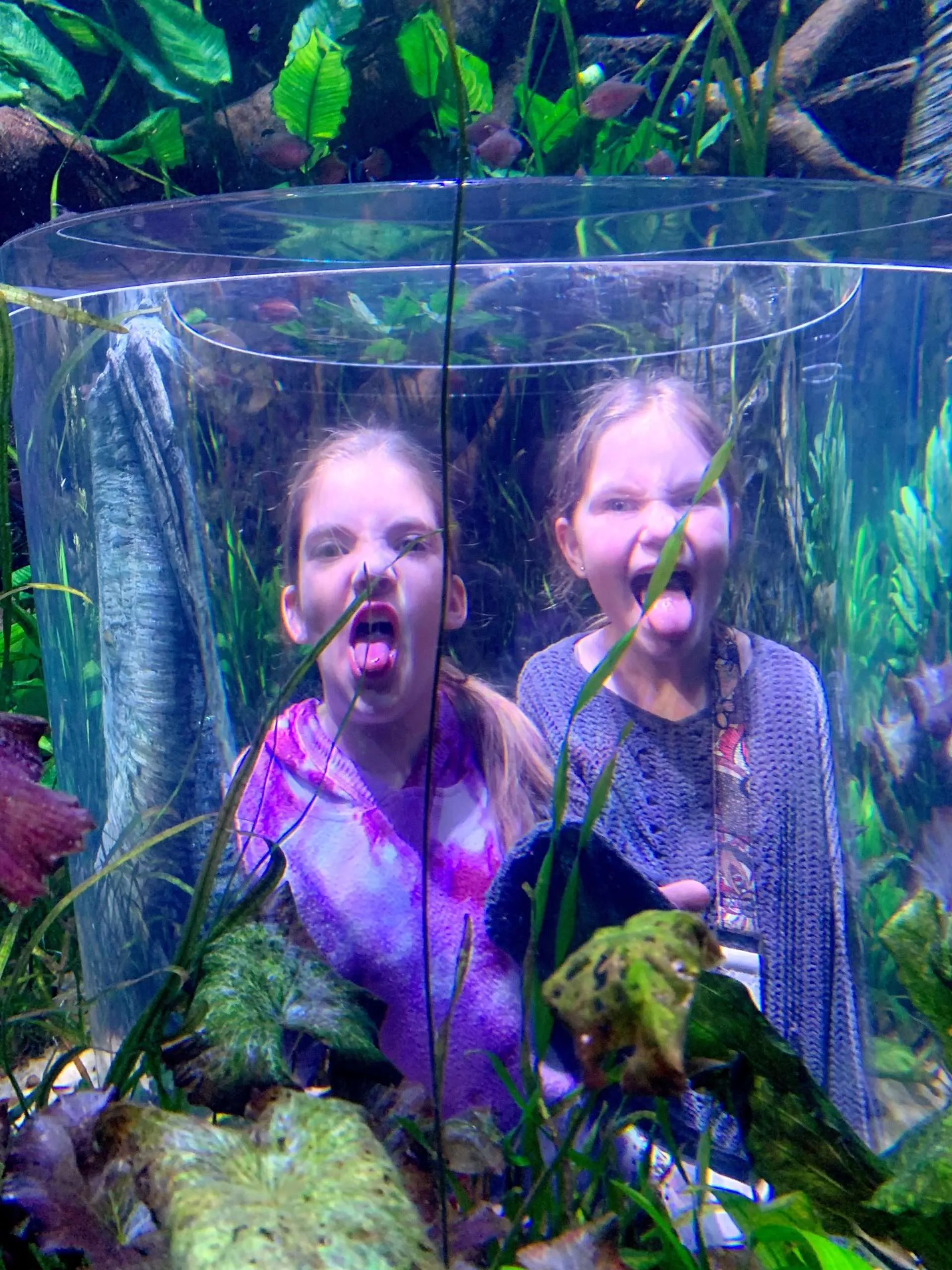 things to do in Springfield, Missouri: go to Wonders of Wildlife Aquarium
