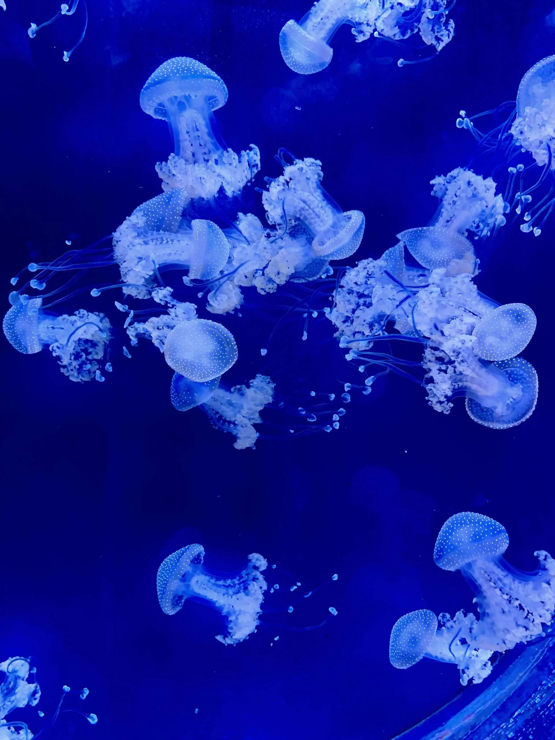 white spotted jellyfish inside an aquarium tank