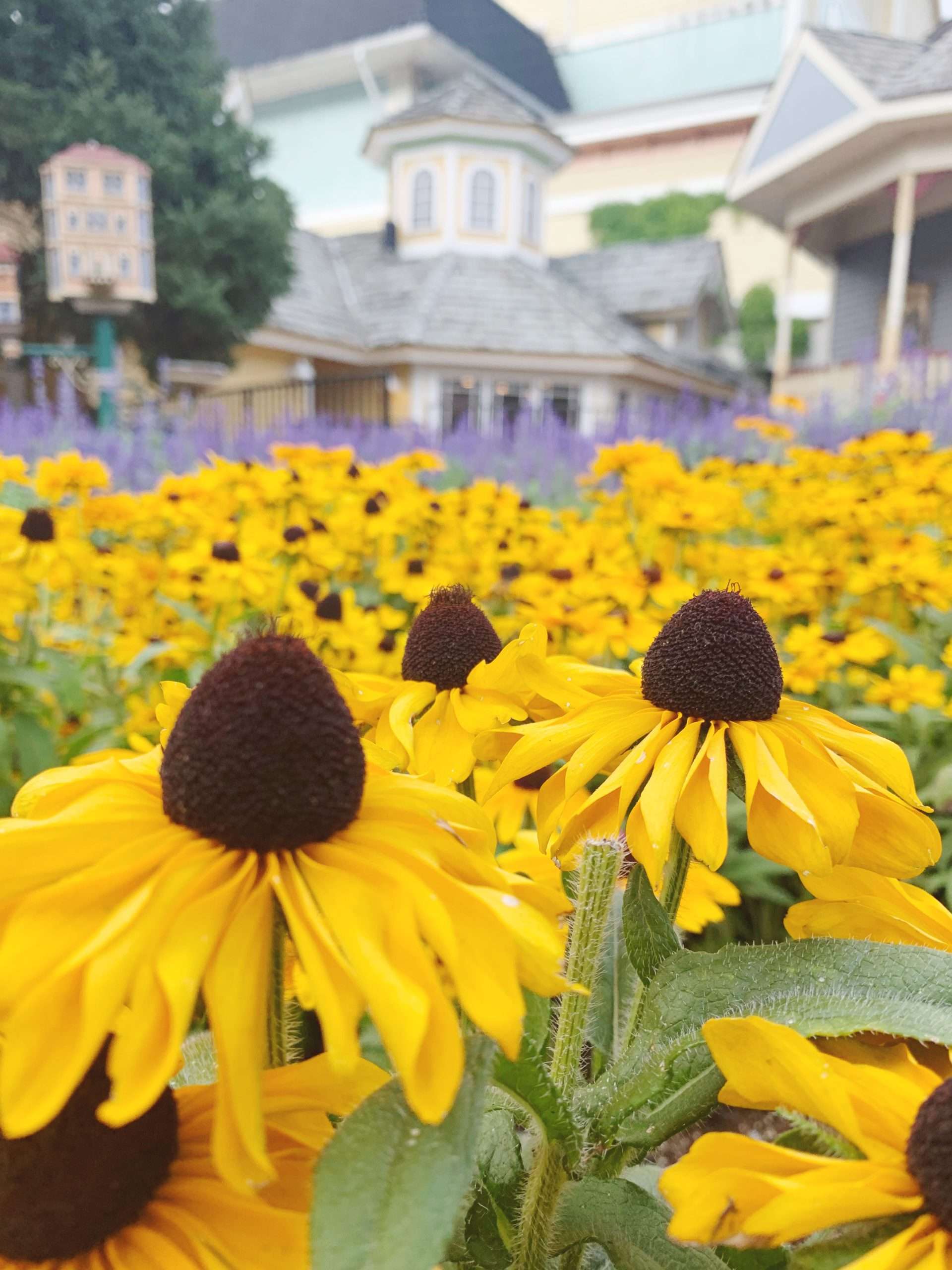 Flowers at Dollywood in Pigeon Forge, Tennessee