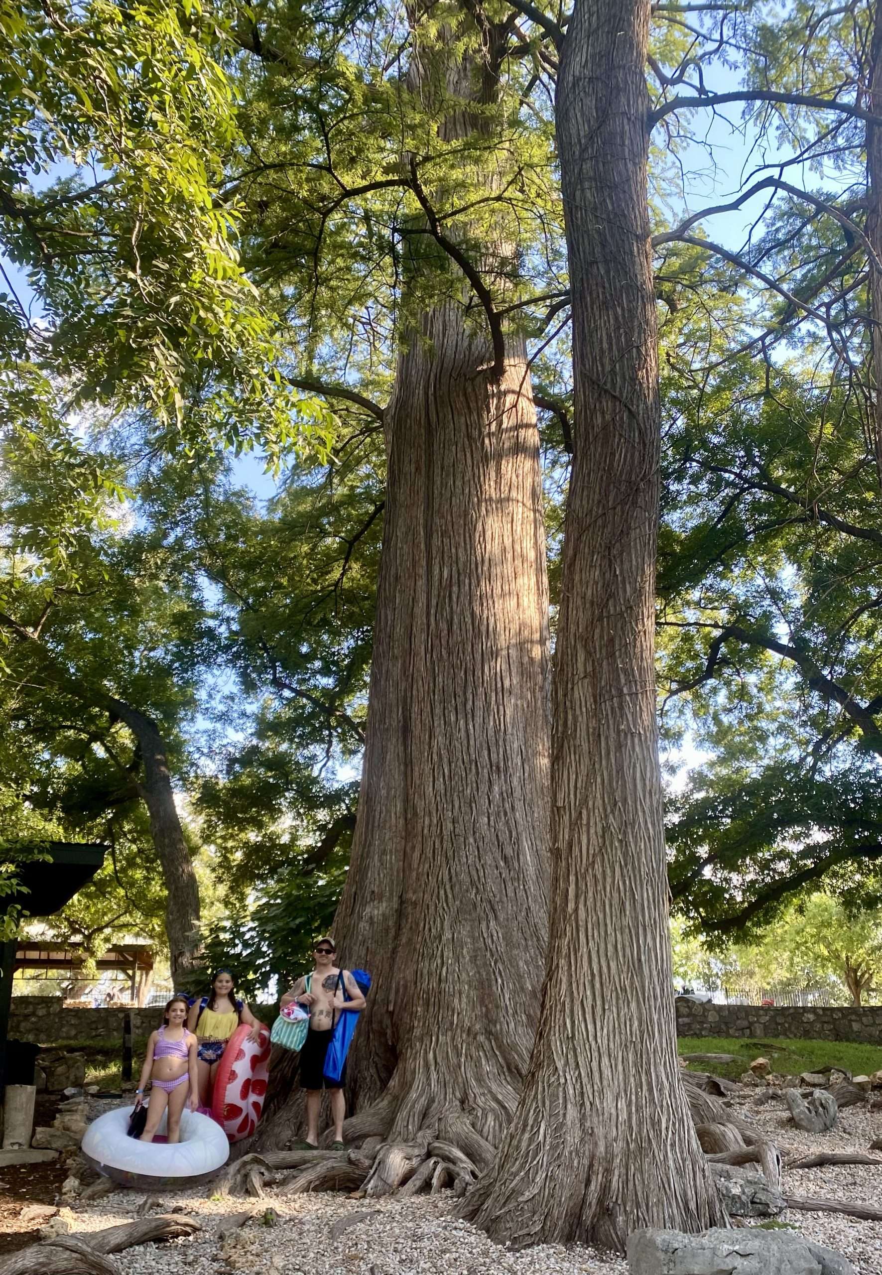 Family among the giant cypress trees at Krause Springs.
