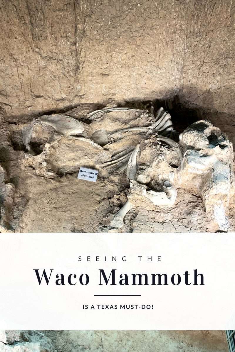 Seeing the Waco Mammoth is a Texas Must-Do | Finding Mandee