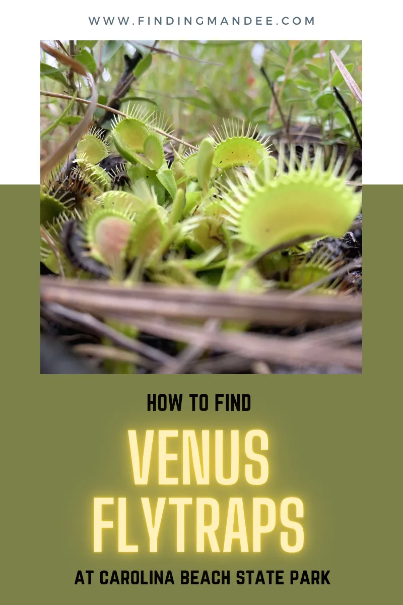 How to Find Venus Flytraps at Carolina Beach State Park | Finding Mandee