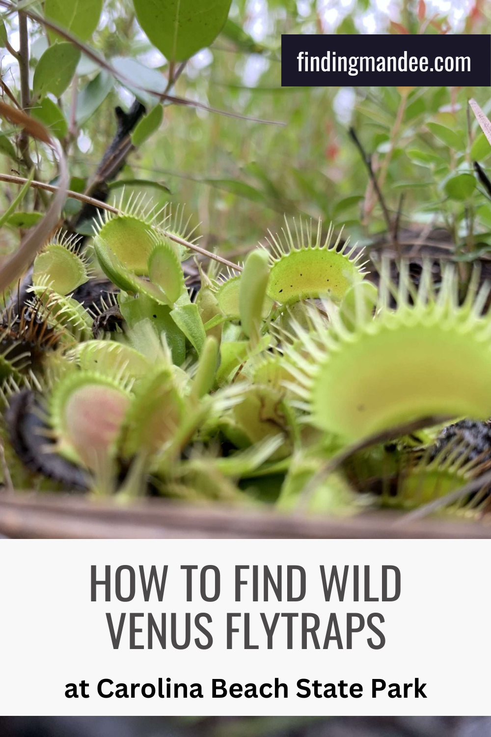 How to Find Wild Venus Flytraps at Carolina Beach State Park | Finding Mandee