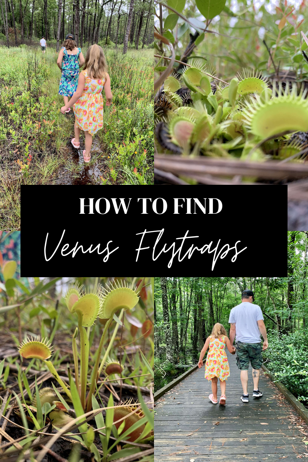 How to Find Wild Venus Flytraps | Finding Mandee