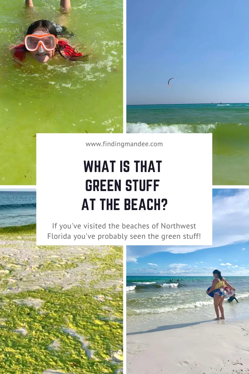 What is that green stuff at the beach? If you've visited the beaches of Northwest Florida you've probably encountered June Grass!
