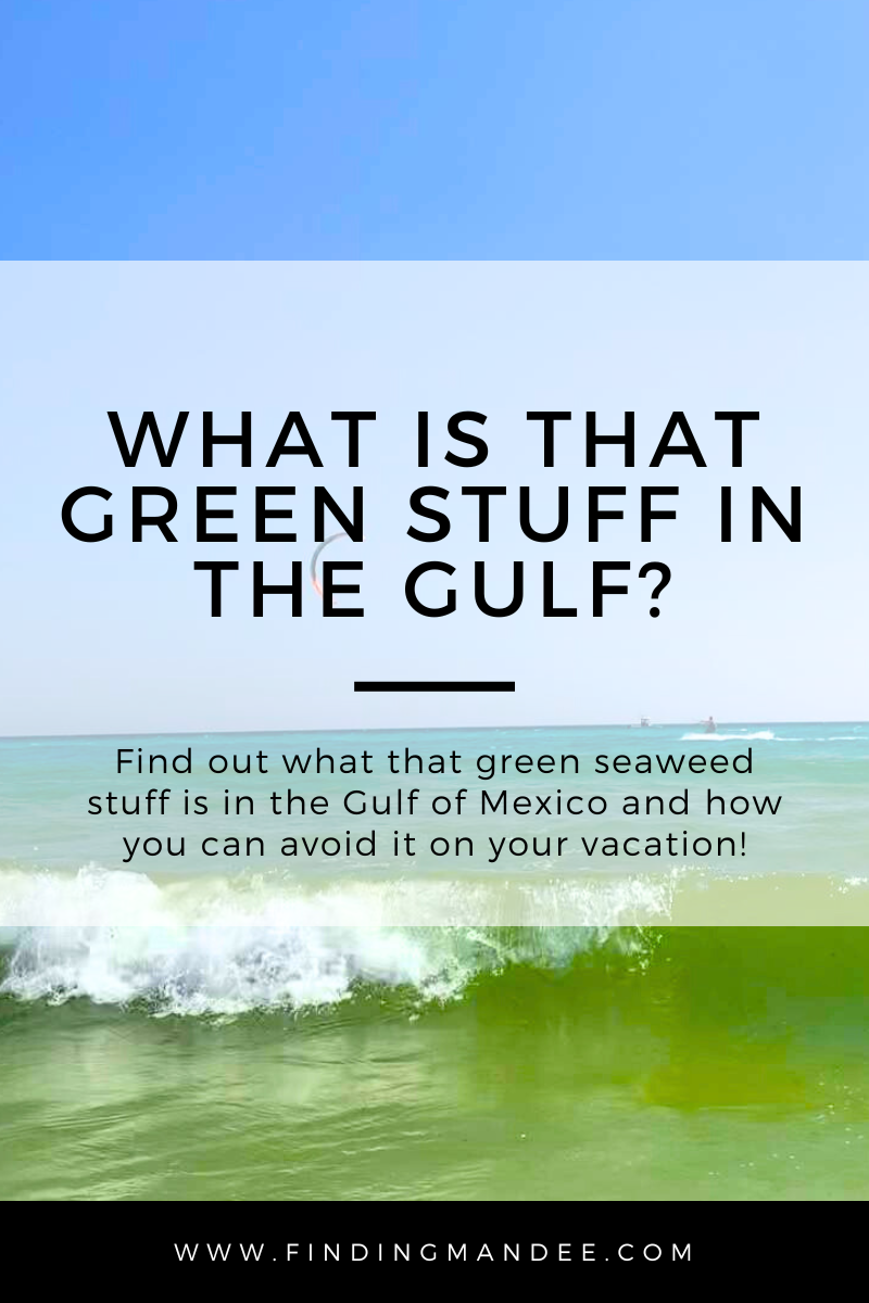What is that green stuff in the Gulf? Find out what that green seaweed stuff is along the beaches of 30A and Destin and how you can avoid it on your vacation!
