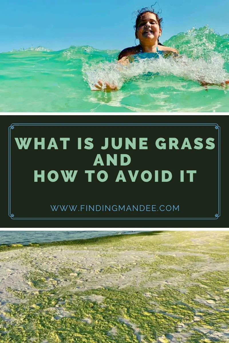 What is June Grass and How to Avoid It on your next trip to the beaches of 30A