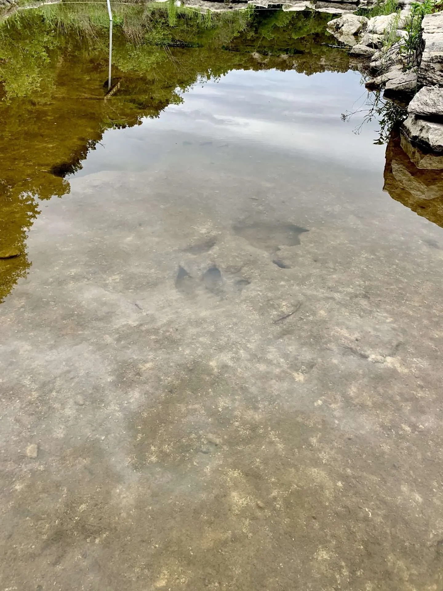 Fossilized dinosaur footprints in the bottom of a river in Texas