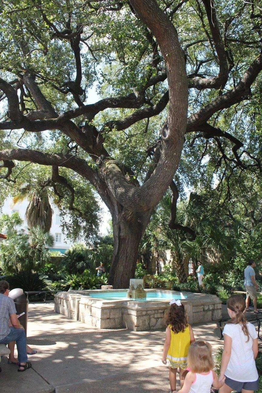 Fountain in front of a tree at the Alamo.