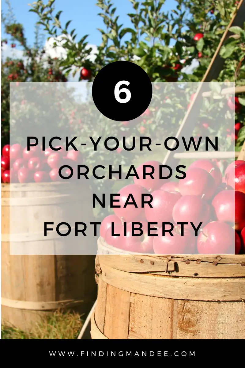 6 Pick-Your-Own Apple Orchards Near Fort Liberty | Finding Mandee