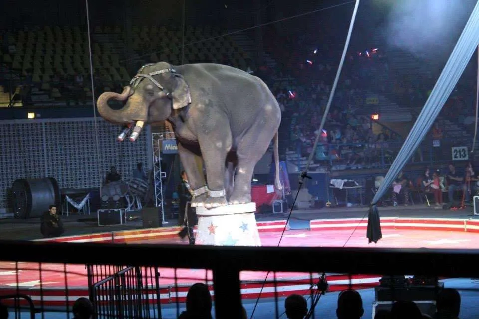 Things to do at Fort Johnson, LA: Go to a circus at the Rapides Parish Coliseum.
